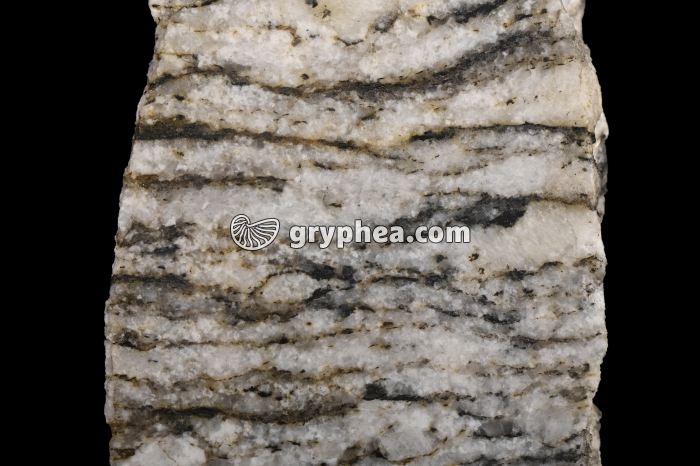 Gneiss - détail - gryphea.com